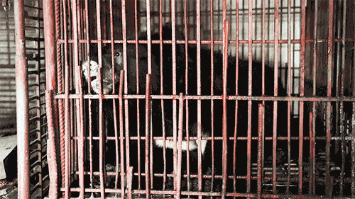 Ein Mondbär späht aus einem rostigen Käfig heraus, der in einem maroden Betonraum steht. Das Licht dringt kaum zu ihm durch. Sein Gefängnis ist trostlos, schmutzig und deprimierend – ein trauriger Einblick in die verborgende Grausamkeit der Bärengallefarmen.