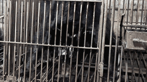 Ein ausgemergelter Mondbär wiegt sich in einem dunklen, verrosteten Käfig verzweifelt von einer Seite zur anderen. Das ist die einzige Möglichkeit, die er gefunden hat, um mit den Jahrzehnten seiner Gefangenschaft zurechtzukommen.