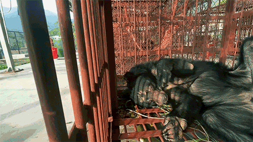 Ein ausgemergelter, von Narben gezeichneter und gebrochener Nova erwacht in seinem Transportkäfig zum ersten Mal im Schein der goldenen Morgensonne.